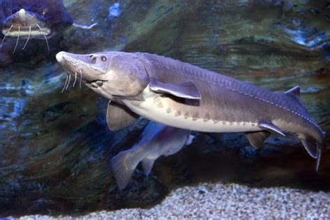 Kaluga (sturgeon) .
